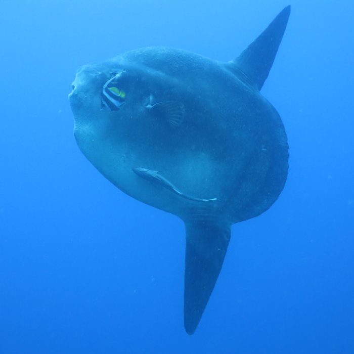 Mola Mola (Giant Sunfish)